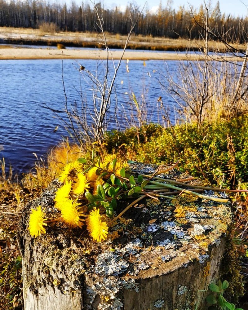 Северная природа