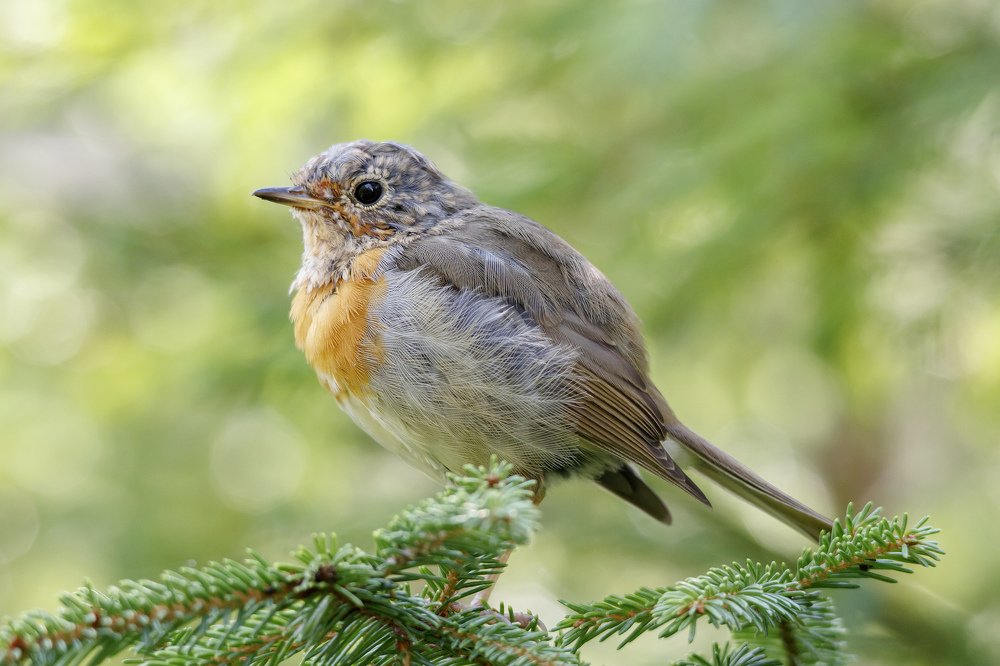 Photograph by Алексей Прокопенков