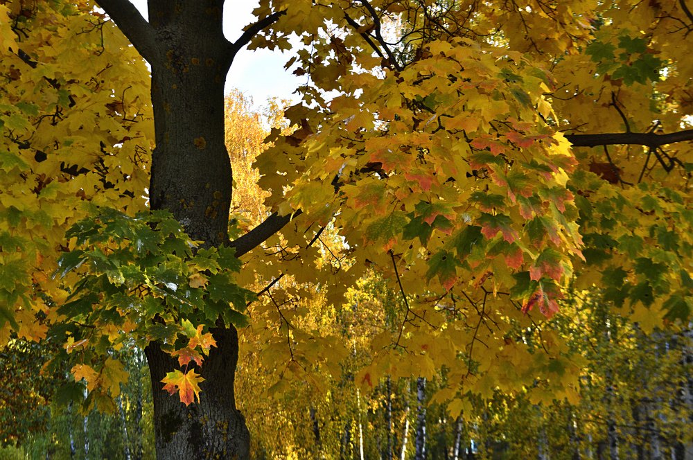 Фотография автора Клавдия Васильева