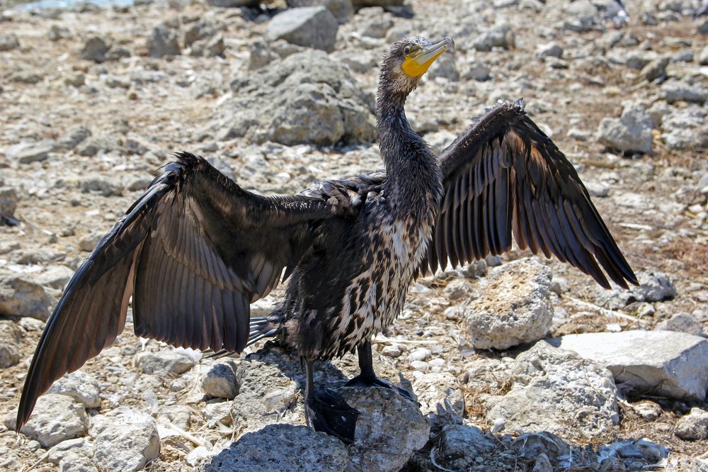 Photograph by Сергей Иванов