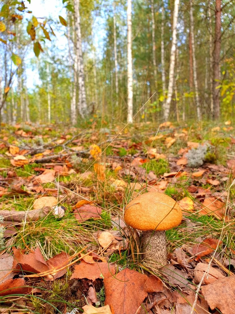 Photograph by Наталья Пагоцкая