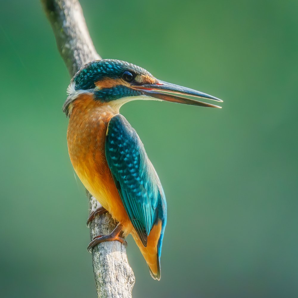 Kingfisher