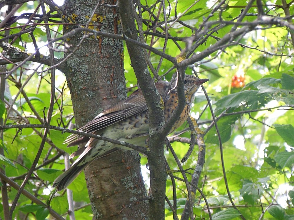 Фотография автора Клавдия Васильева