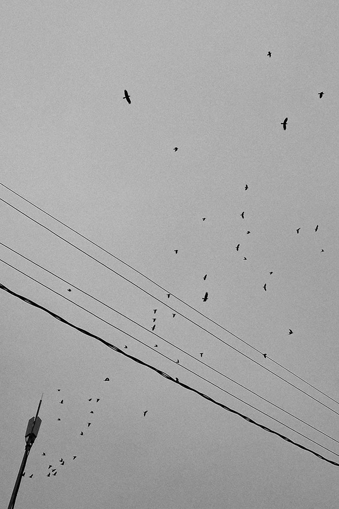 Фотография автора Тема Цезарь