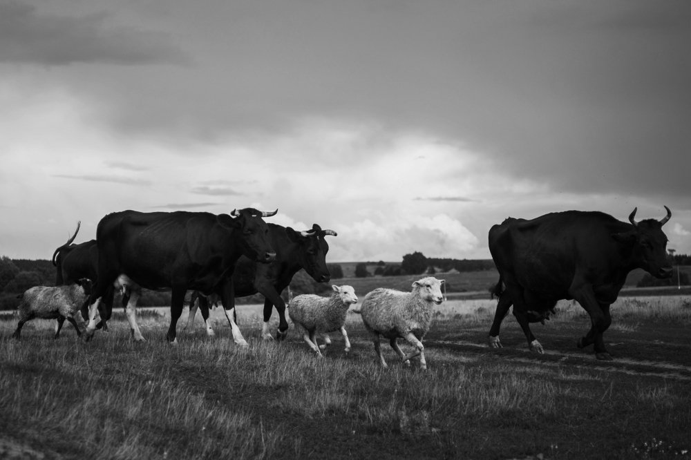 Photograph by Ольга Калачкина