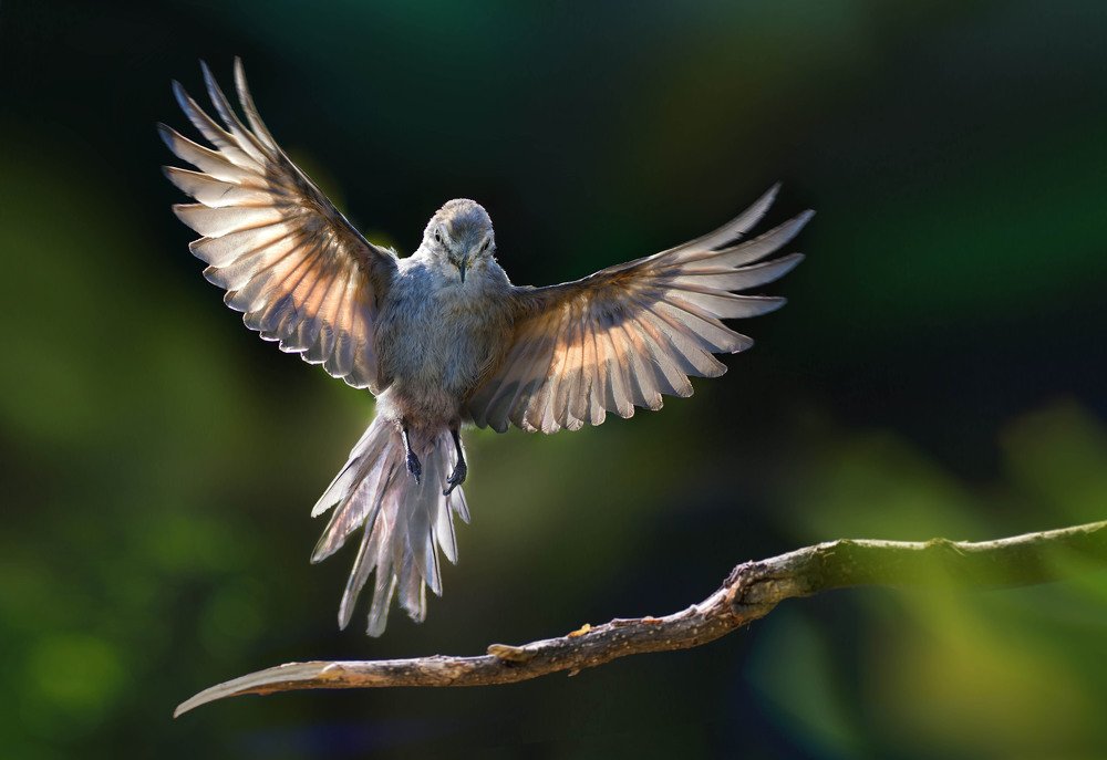 Photograph by Eduardo Modolo