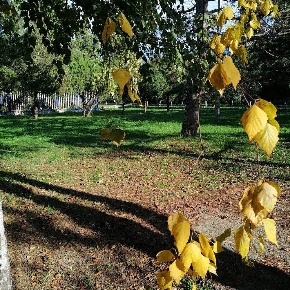 Осенние листья