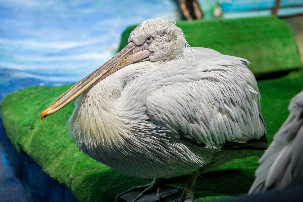 Фотография автора Михаил Бове