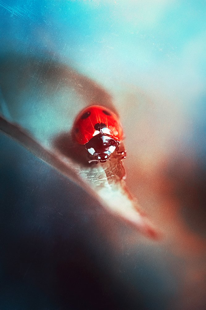 Ladybug