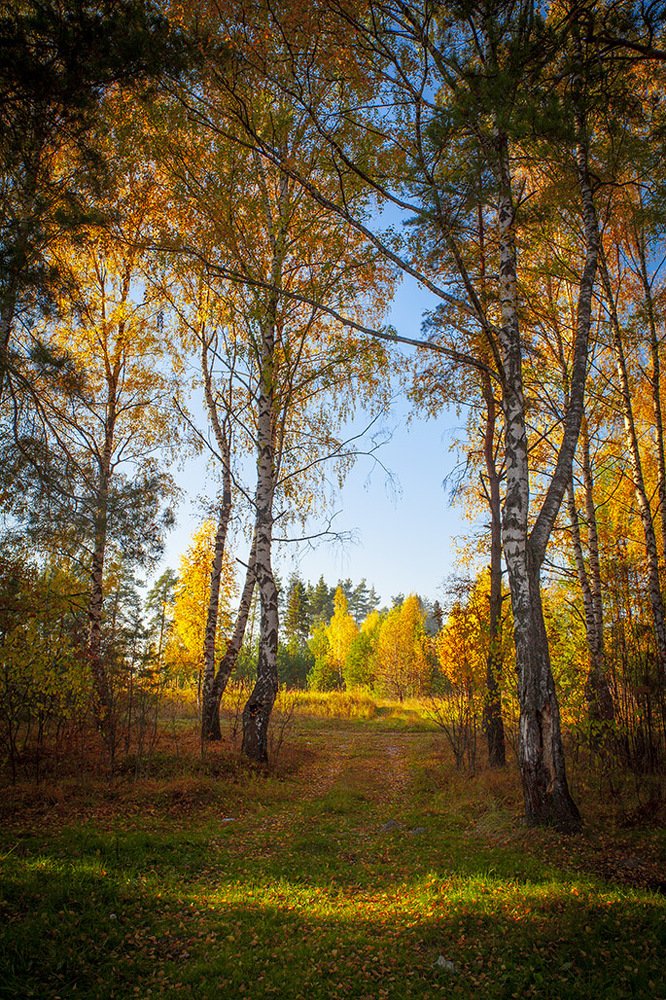 Чем дальше в лес тем больше красок
