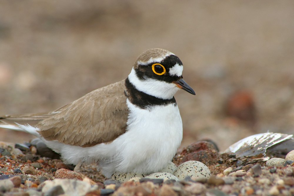 Photograph by Олег Фокин