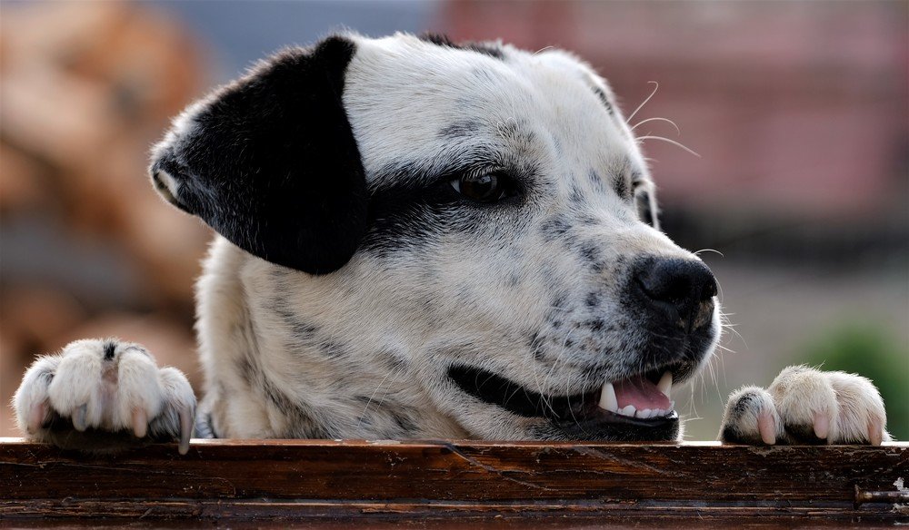 Photograph by Dimitris Papadopoulos