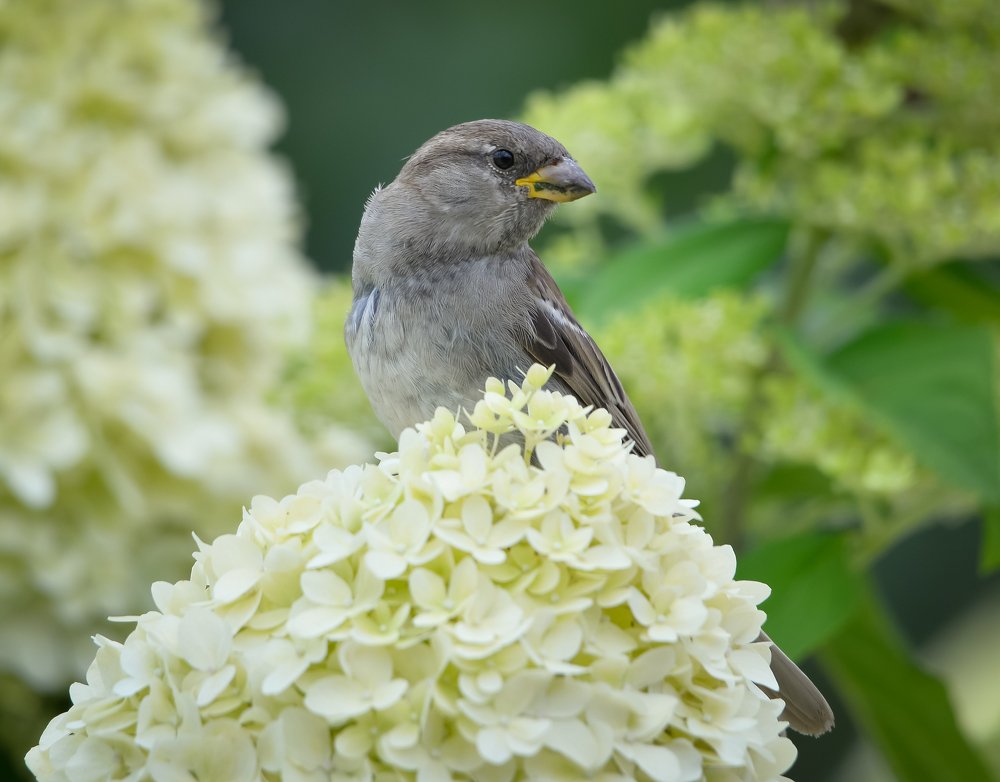 Photograph by Ольга Мендоса