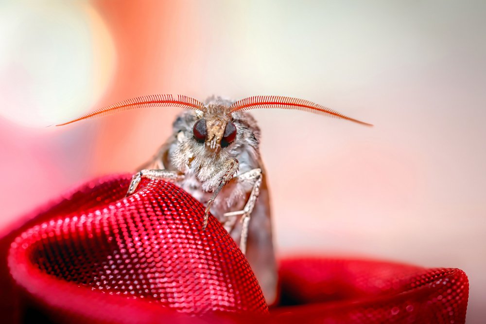 Photograph by Anas Shalash