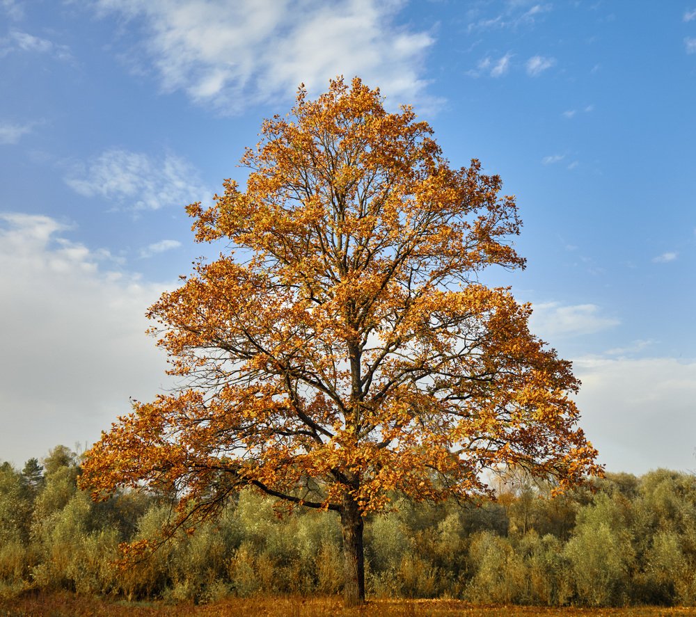 Photograph by Николай Зернов