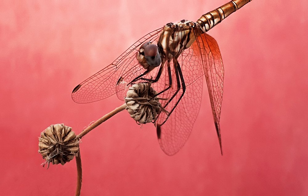 Photograph by Mohammad Al_saady