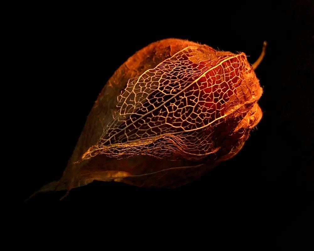 Огненный физалис