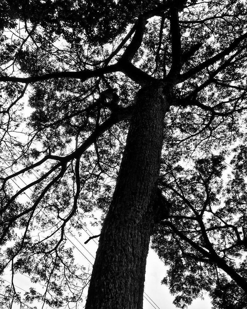 Dark tree