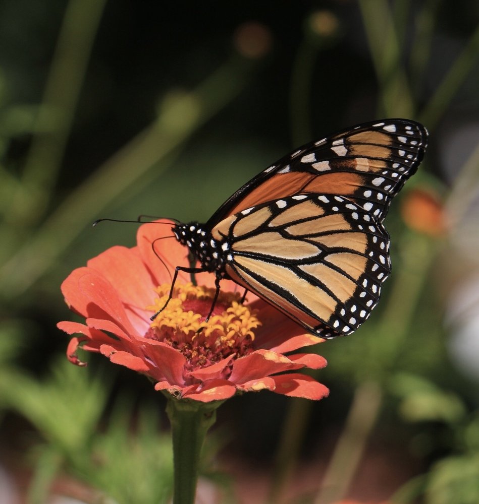 Photograph by Маргарита Венсил.