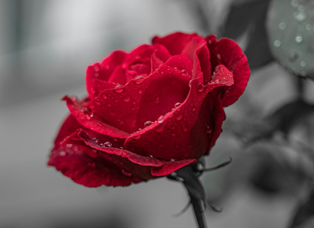 Red Rose
