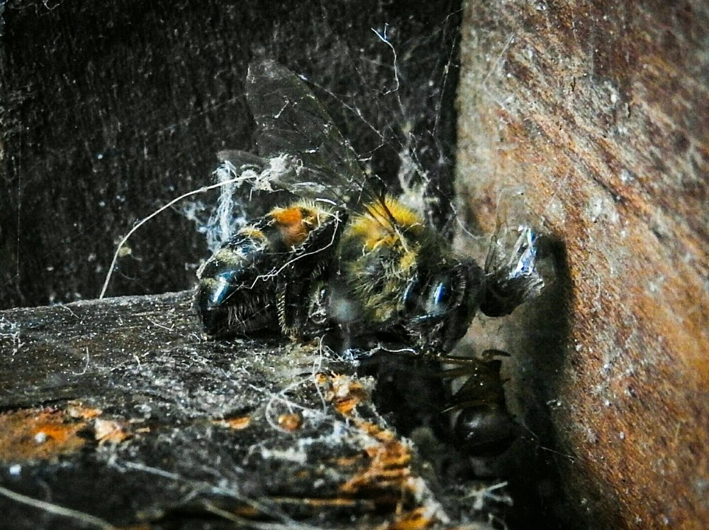 Photograph by Javier Rodriguez Rigual