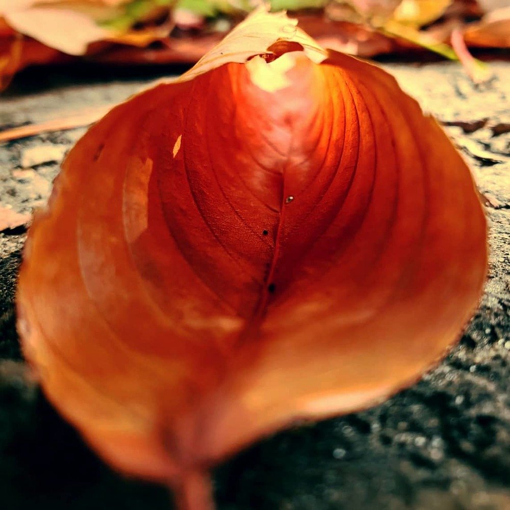 Photograph by Sharon Sabharwal