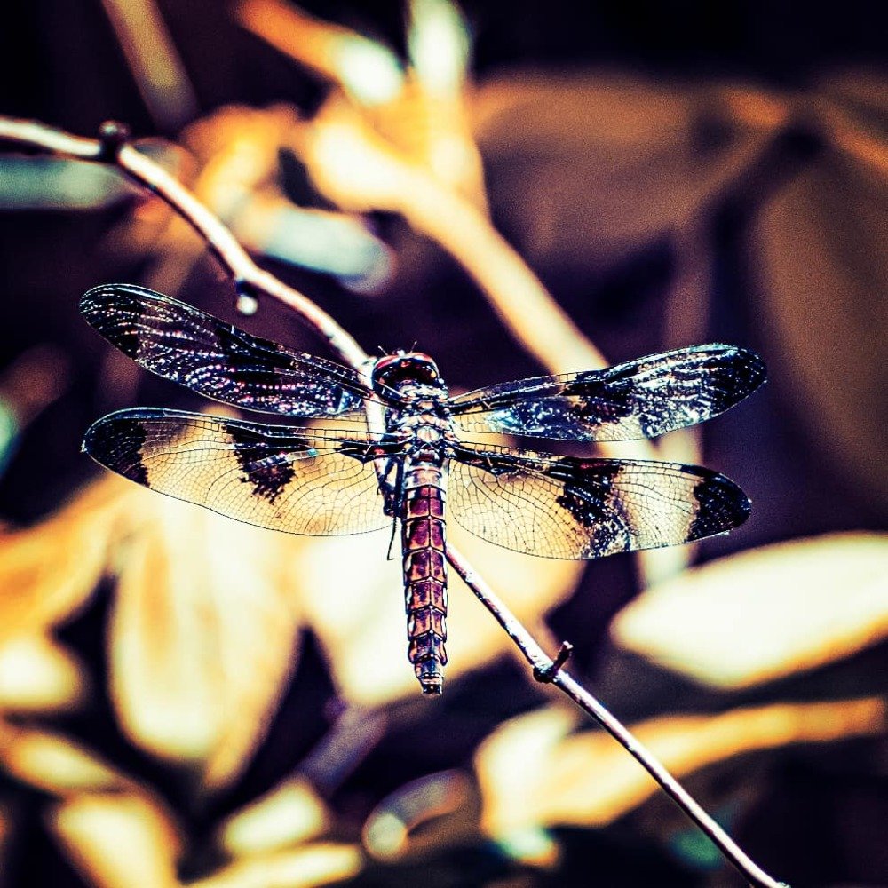 Photograph by Sharon Sabharwal