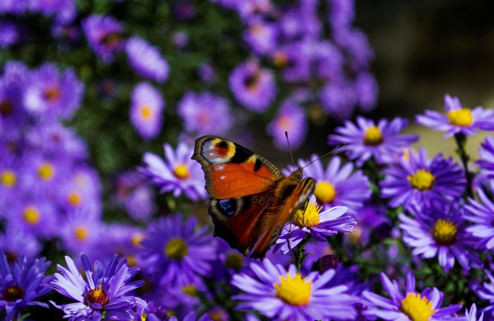 Photograph by Евгения Михайлова