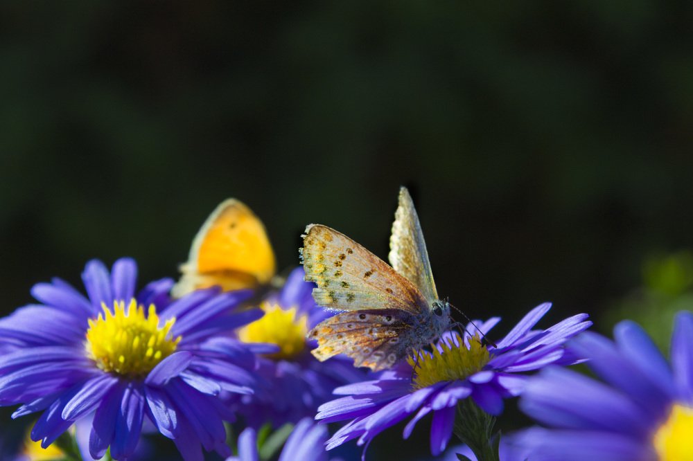 Photograph by Евгения Михайлова