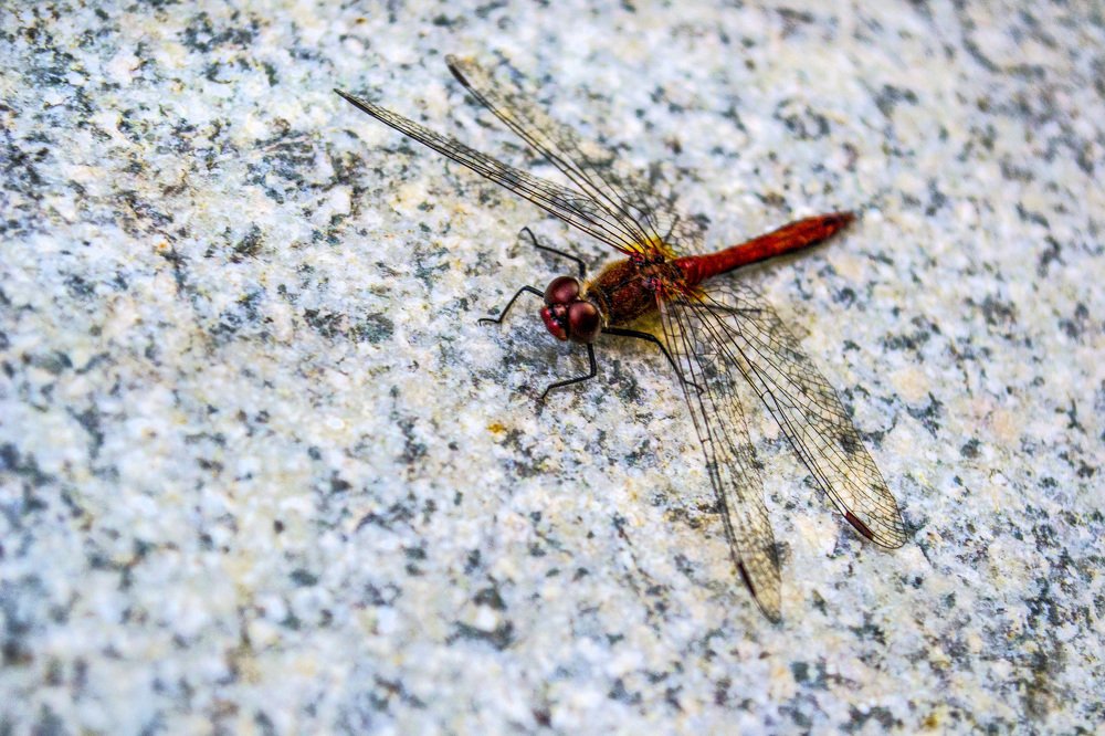 Photograph by Евгения Михайлова