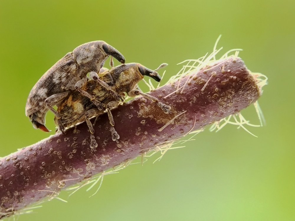 Photograph by Bambang Suryadi