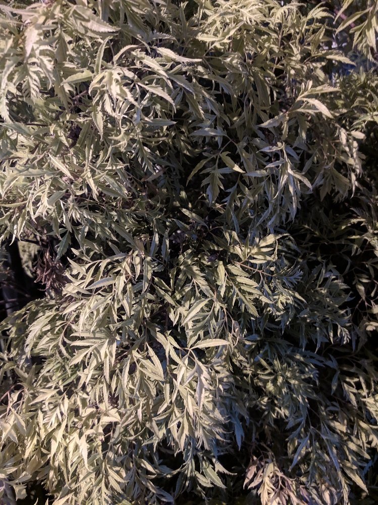 Photograph by Bambang Suryadi