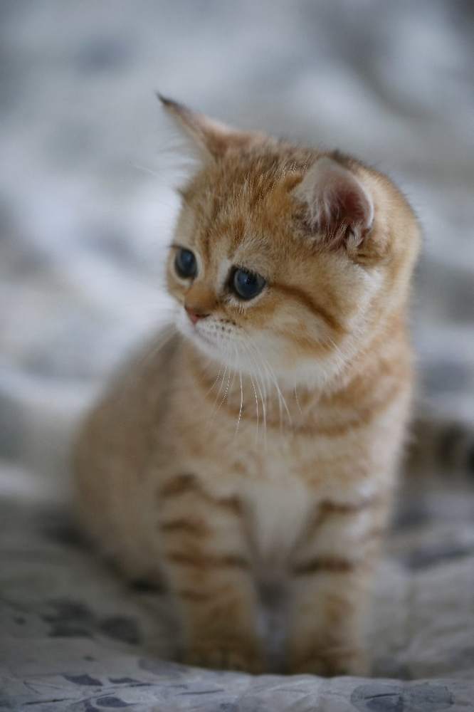 Малышка Милли.