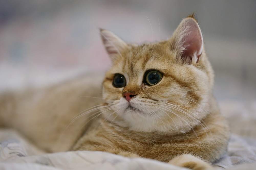 Малышка Милли.