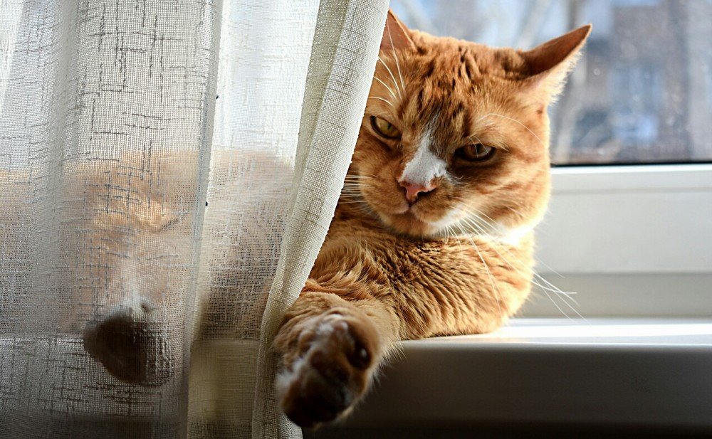 Ох уж эти папарацци