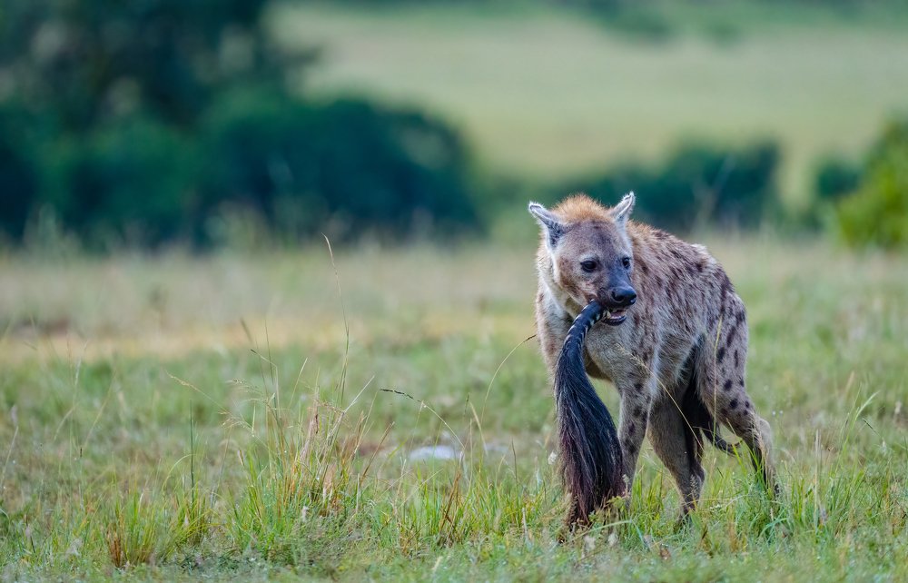 Photograph by Ruzdi Ekenheim