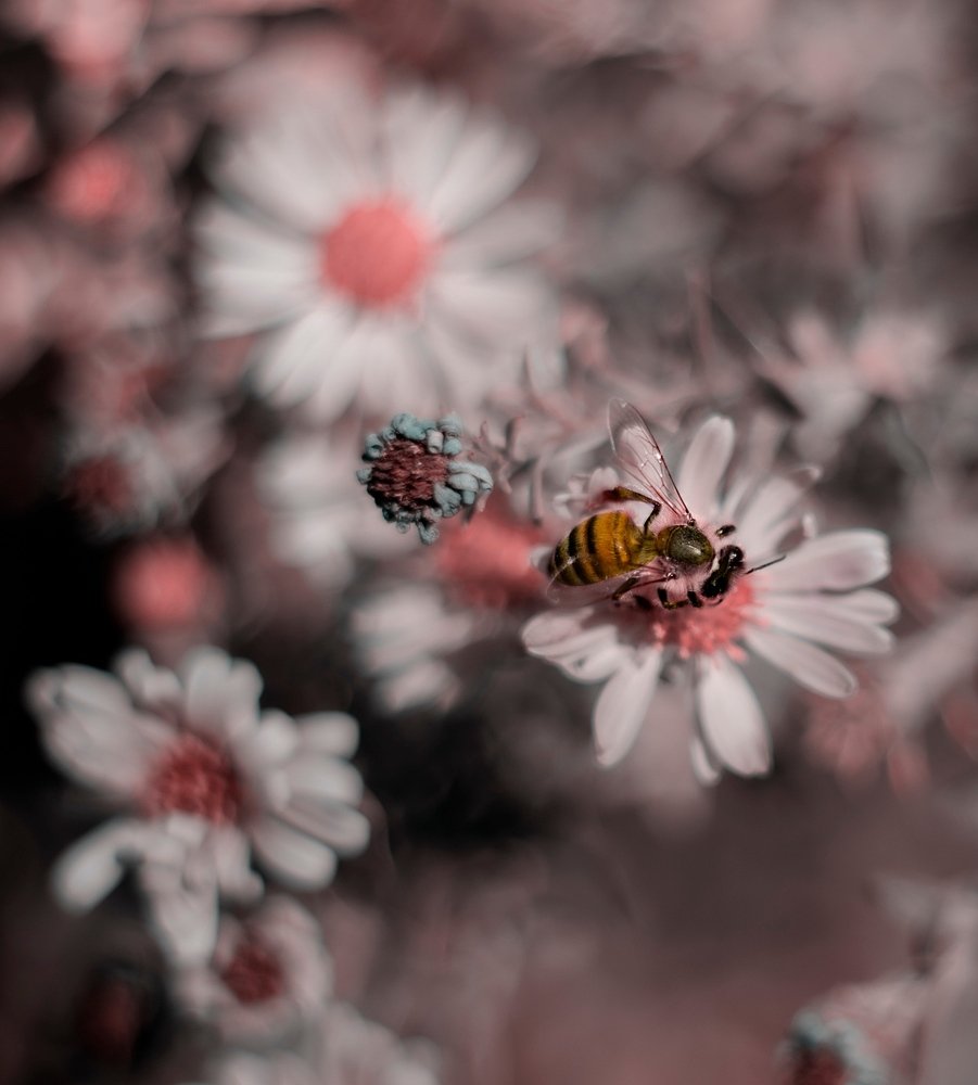 Photograph by iman hafezkhan