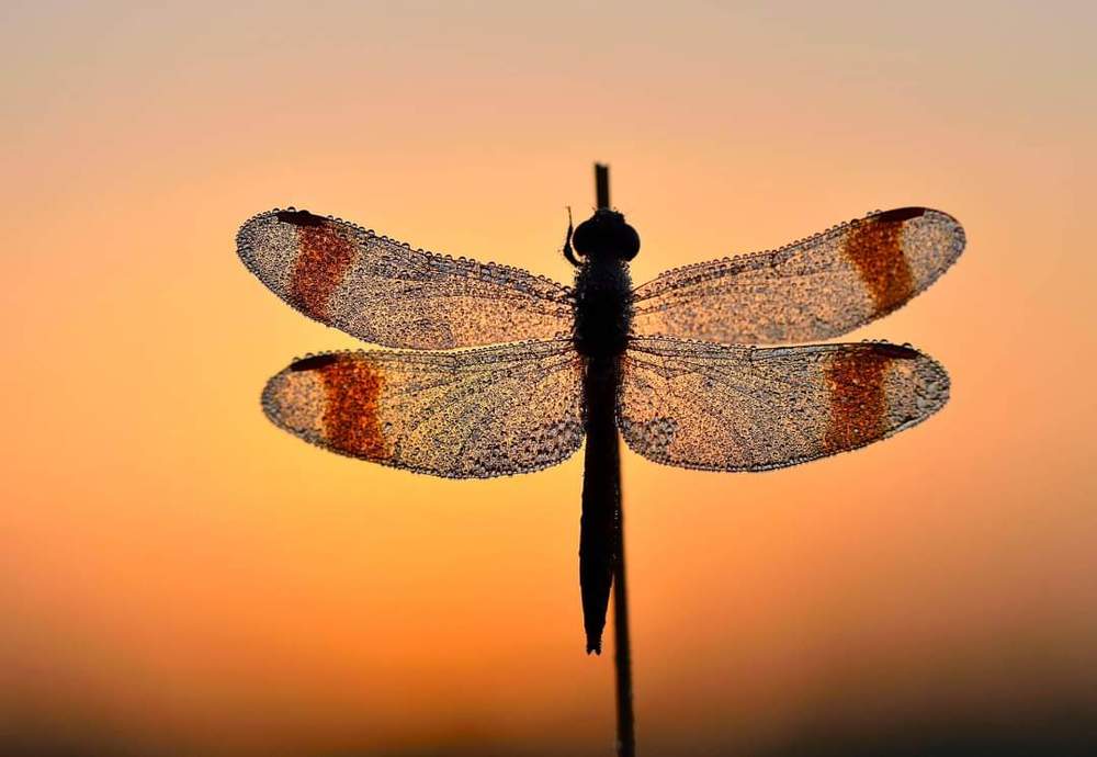 Photograph by ruurd visser