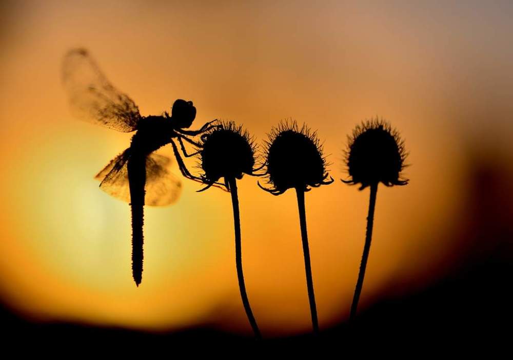 Photograph by ruurd visser