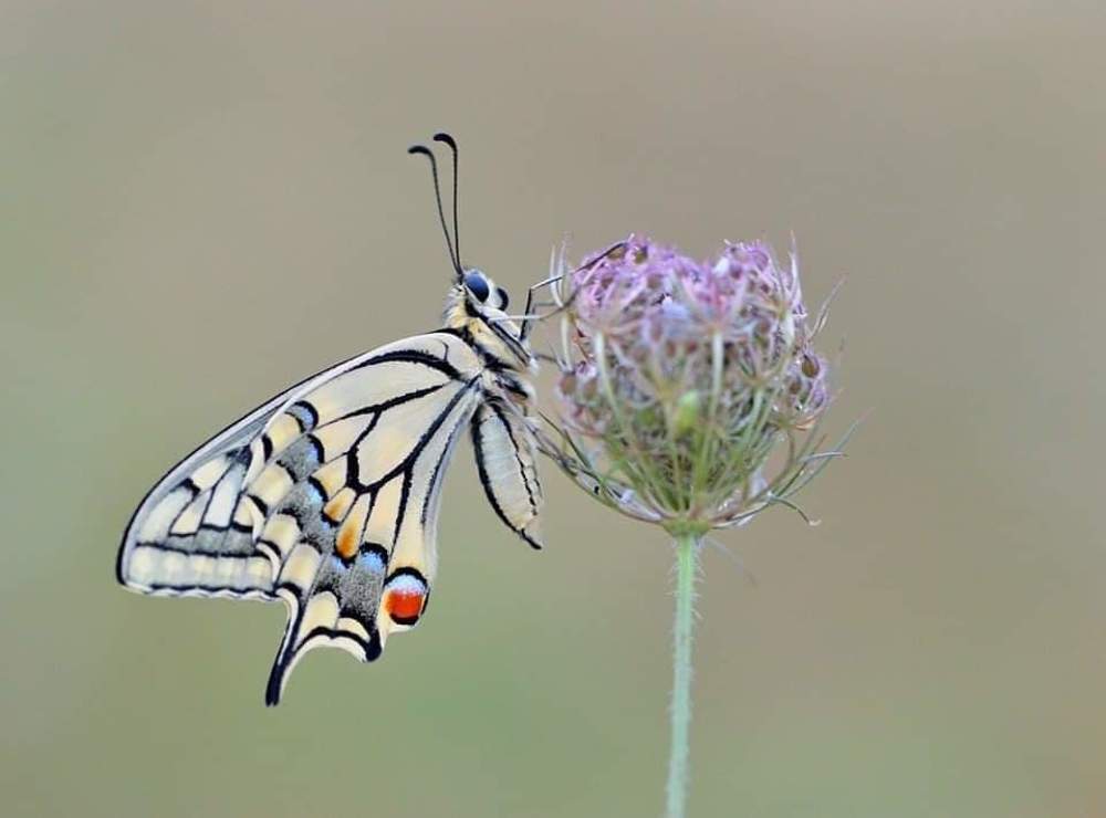 Photograph by ruurd visser