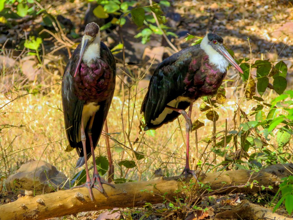 Photograph by Susmita Paul