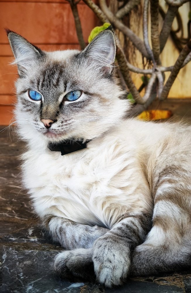 Photograph by Luigi Greco