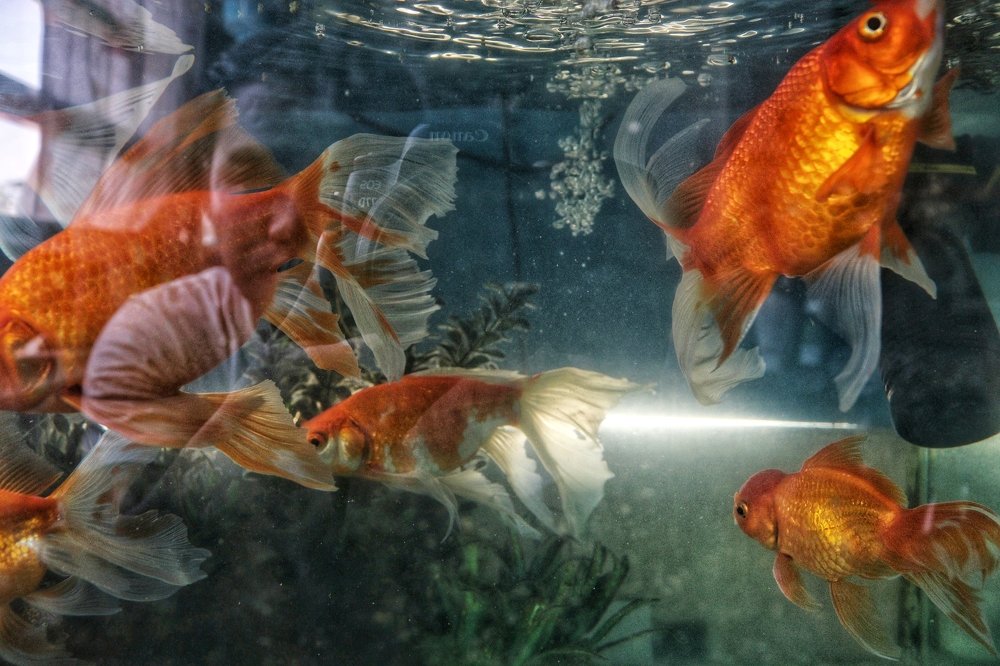 Photograph by Zaw Naing