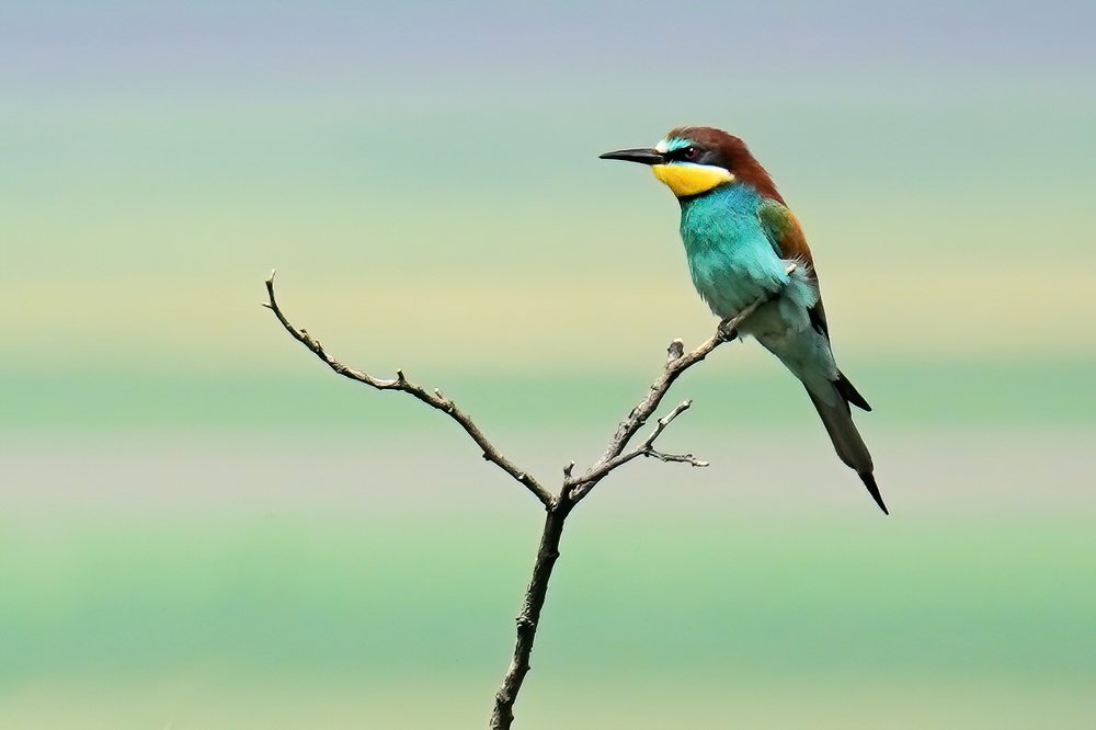 Фотография автора Katarina Sediva