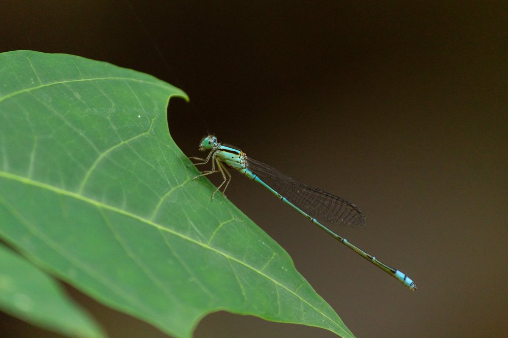 Photograph by Prasad Kn