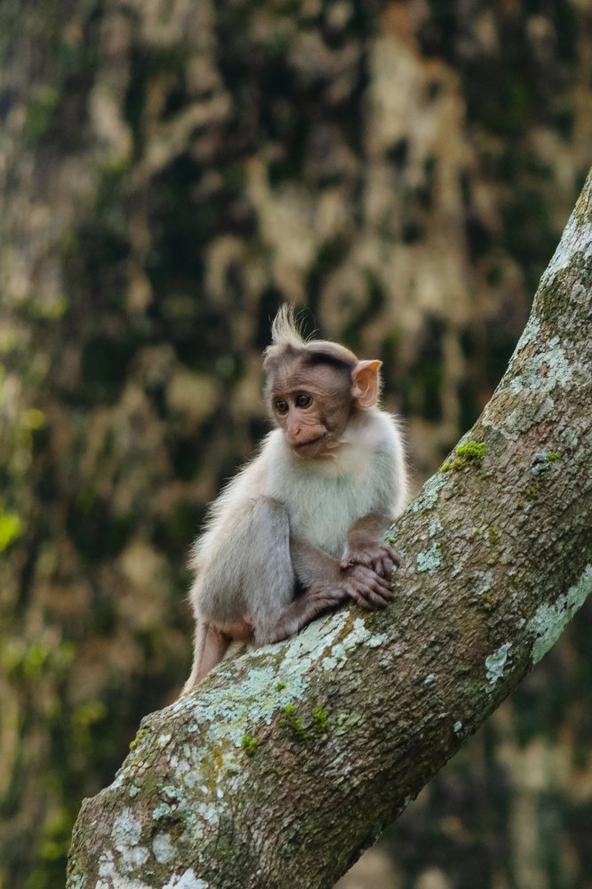 Photograph by Prasad Kn