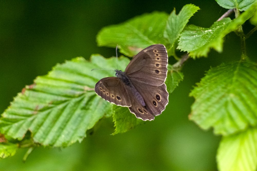 Photograph by Богдан Бигун