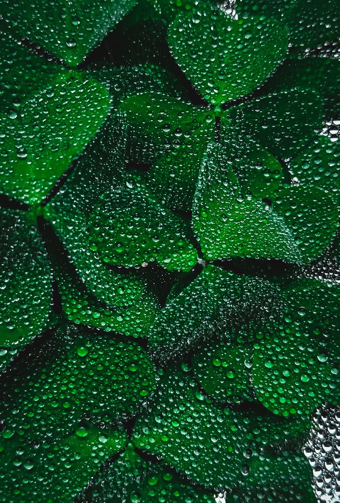 Leafs full of droplets