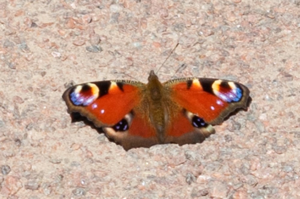 Photograph by Юлия Боровкова