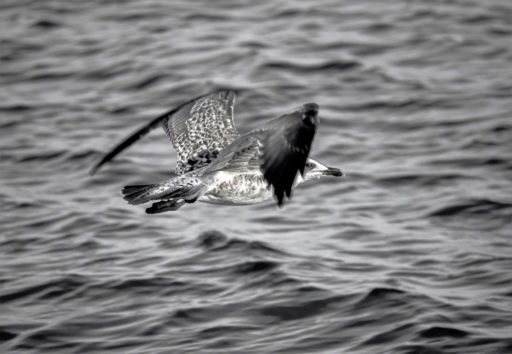 Photograph by Алексей Сиваков